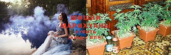 стаф Вязьма